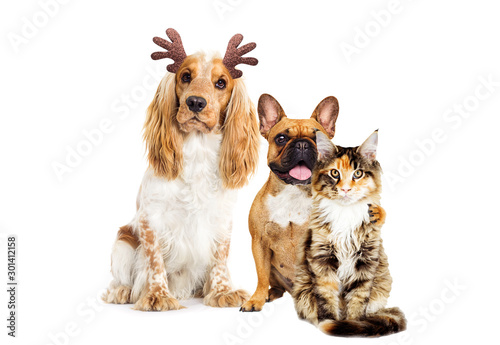 dog spaniel with christmas deer horns © Happy monkey