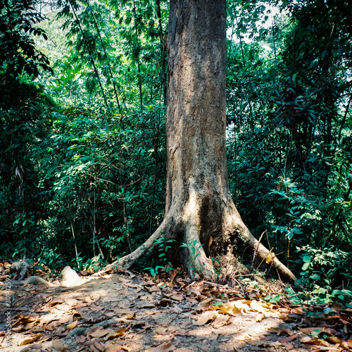 Tree in the Rainforest