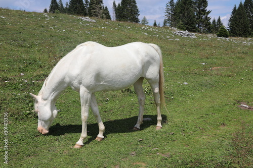 white albino horse grazing in mountain