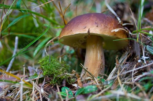 Closeup of a wild edible mushroom