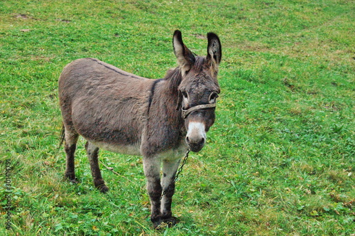 Drove of donkeys restingin the green meadow photo