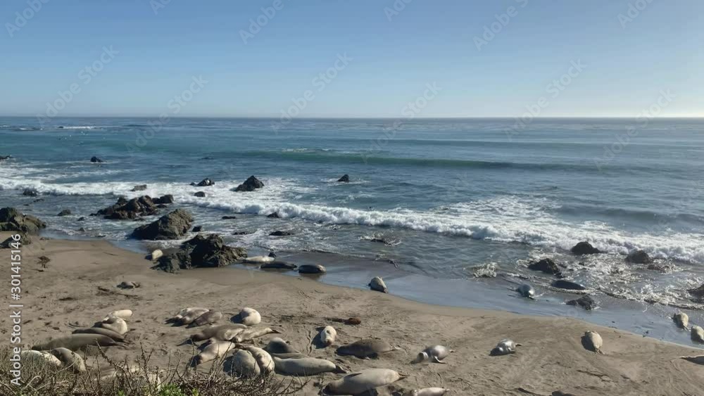 Sea lions resting on a Pacific Coast beach