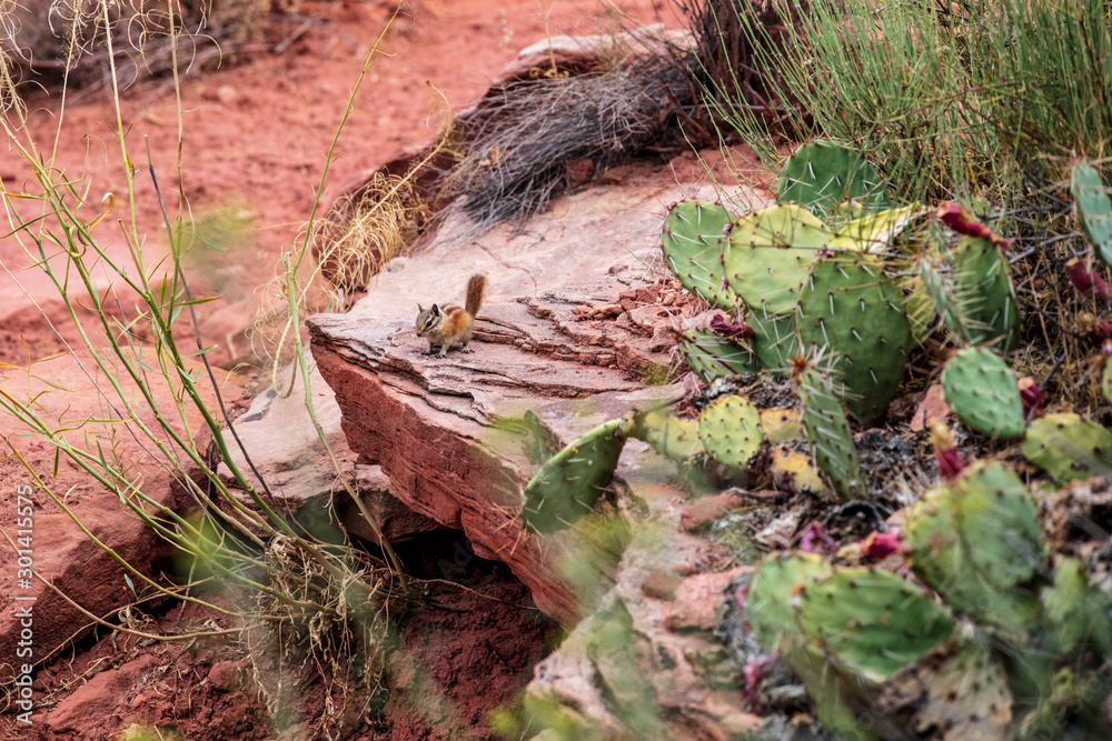 Fototapeta premium A tiny chipmunk finds food in the fruit of the Prickly Pear Cactus in the arid climate of Calf Creek in Escalante-Grand Staircase National Monument