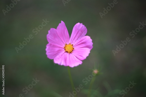 Fiore di cosmea in primo piano con sfondo bokeh verde