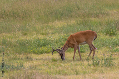 Whitetail Buck in Velvet in Summer photo