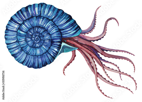 Watercolor illustration of octopus in shell. Sea life fantasy creature photo