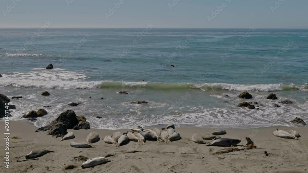 Sea lions resting on a Pacific Coast beach Sea lions resting on a Pacific Coast beach