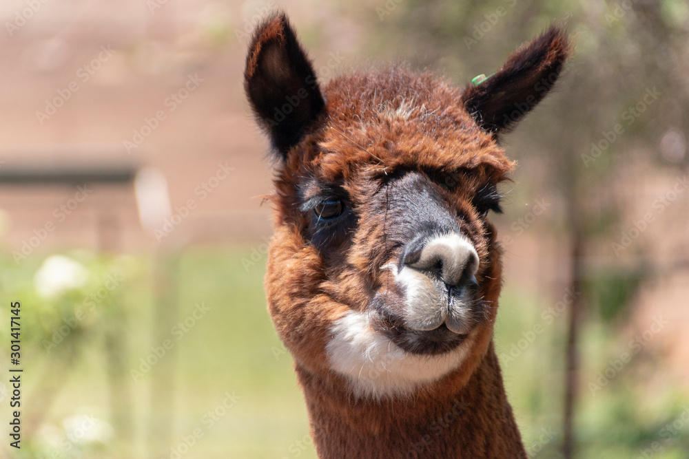 Obraz premium An Alpaca