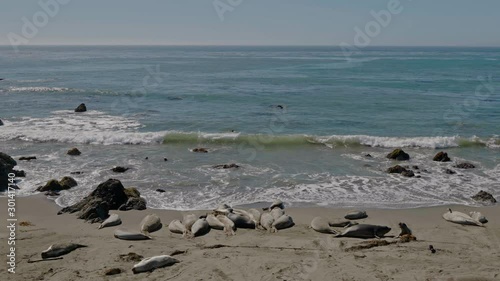 Sea lions resting on a Pacific Coast beach photo