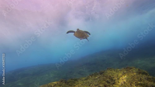 Sea Turtle. Green Turtle Swimming Up To Waves & Beautiful Sun Rays & Dramatic Sunlit Sea Surface On Peaceful Rocky Coral Reef & Blue Sea Water. Graceful Aquatic Marine Turtle & Marine Life Underwater