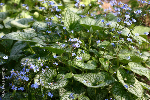Small blue flowers of a brunnera macrophylla of a grade Jack Frost soar over big leaves with the beautiful drawing.