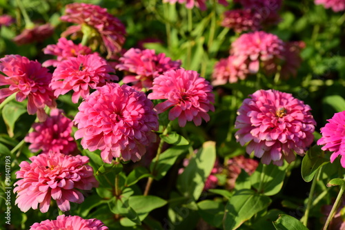 Close-up photos of pink flowers in the park