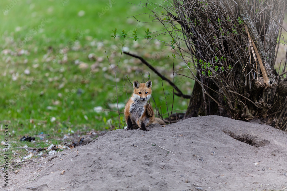 Obraz premium Fox cub playing in a field in Quebec, Canada.