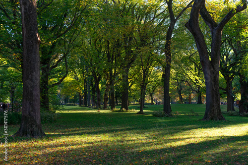 Beautiful Trees and Grass with Sunlight at Central Park in New York City