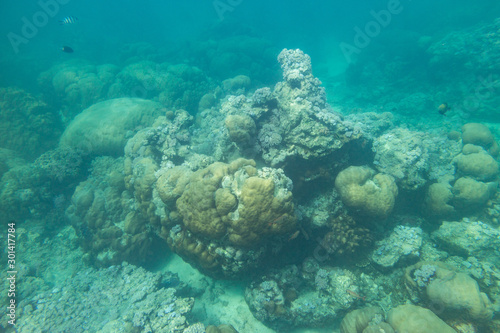 Indian Ocean Corals