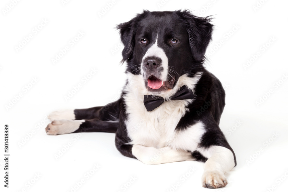 Bordercollie Bordercollie