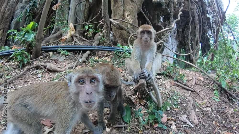 Monkey Stranger Three monkeys study the camera with interest. Animals touch it and try ...
