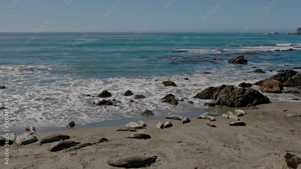Sea lions resting on a Pacific Coast beach Sea lions resting on a Pacific Coast beach