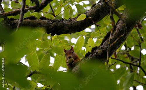 Eichhörnchen © Bernd Lang