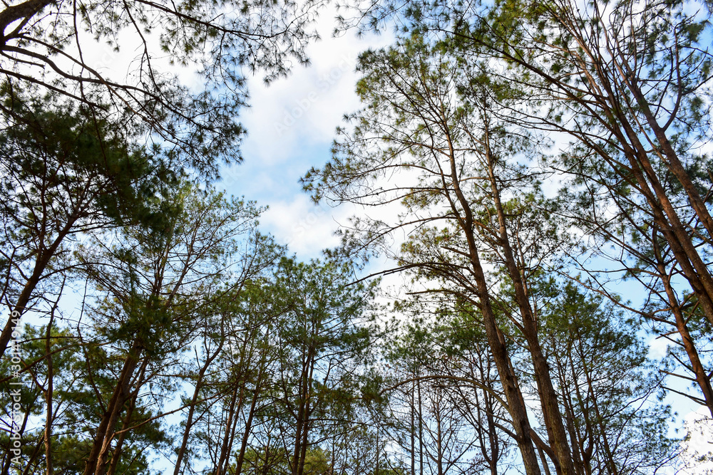 The sunlight shines through the branches of a dense forest with thick leaves. The sunlight shines through the branches of a dense forest with thick leaves.