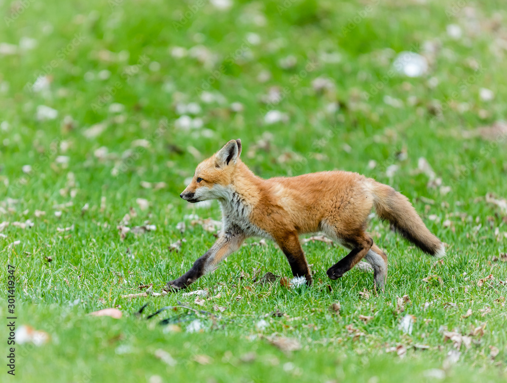 Fototapeta premium Fox cub playing in a field in Quebec, Canada.