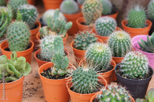 Group of small and colorful cactus planted in small plastic pots and it is used as decoration.