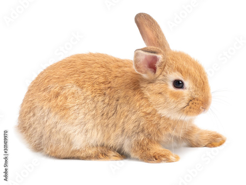 Red-brown cute baby rabbit isolated on white background. Lovely action of young brown rabbit.