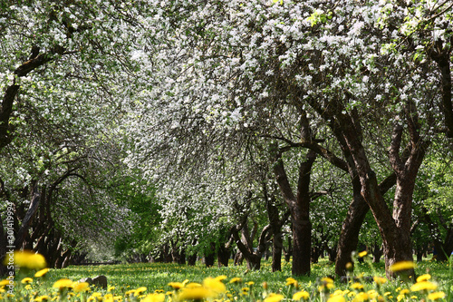 Plentifully the old apple-trees growing in a garden at ranks blossom. Under them a green lawn with the yellow blossoming dandelions. photo