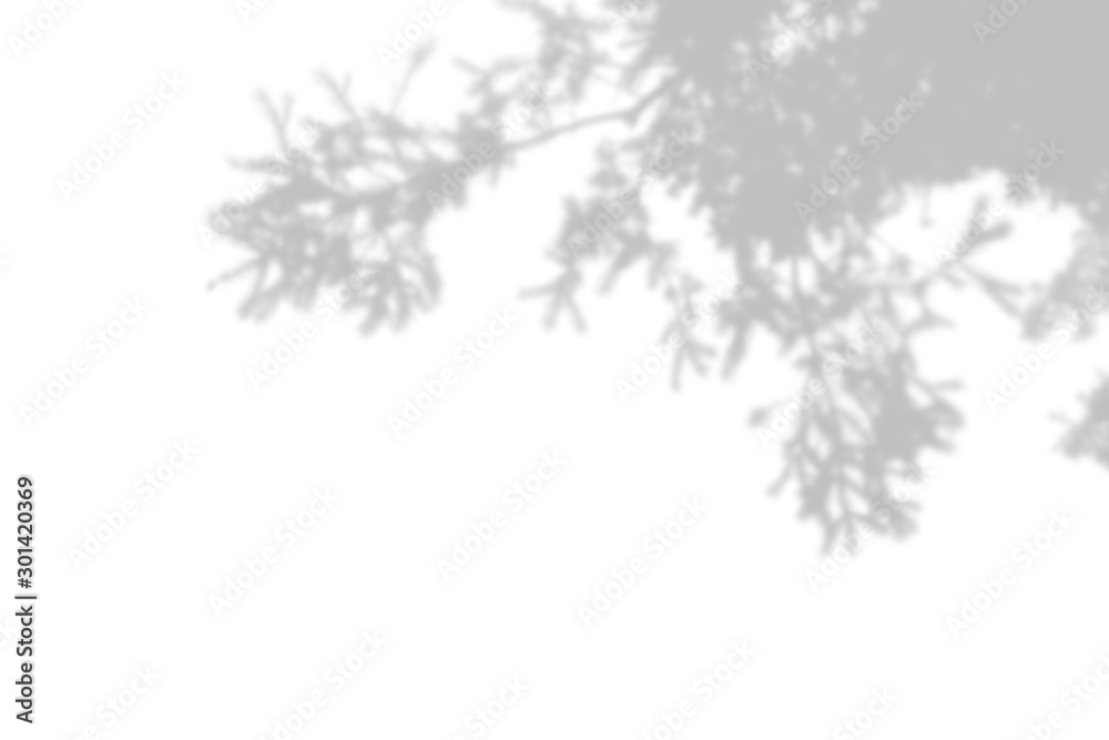 The shadow of spruce branches on the white wall. Black and white summer background for photo overlay or layout