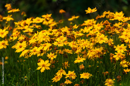 Yellow Coreopsis Daisies floers with blurred green background. © CRYSTAL FRAME 