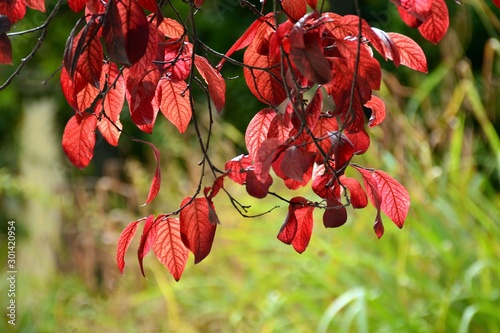 Hojas púrpura de un ciruelo rojo en otoño, prunus pisardi