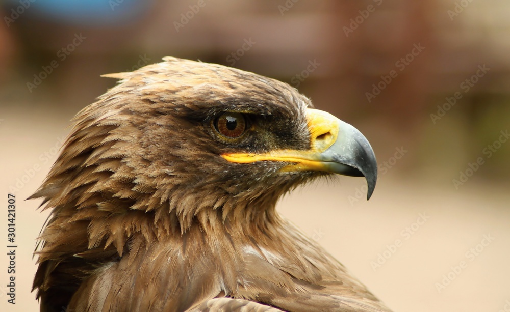 Fototapeta premium Details and portraits of birds of prey,