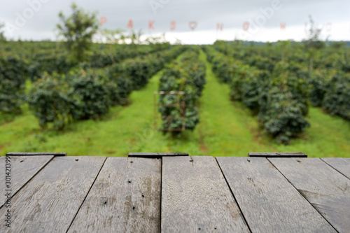 Coffee plantations  with wooden board for copy space.