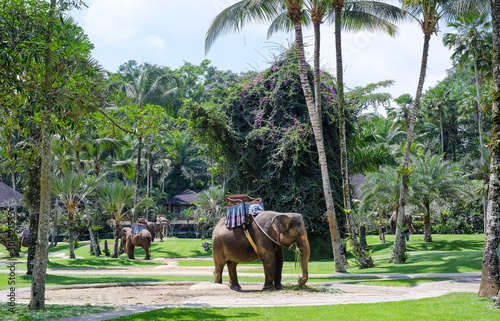 Fototapeta Naklejka Na Ścianę i Meble -  Elephant in safari park. Elephant Park in the jungle on the island  Bali
