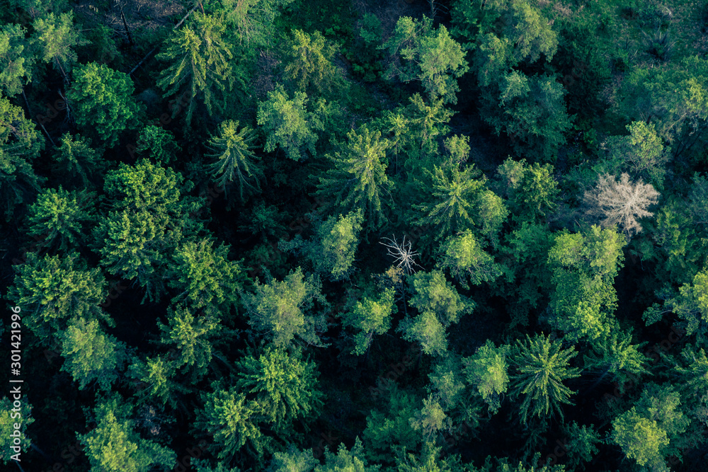 Forest seen from hot air balloon