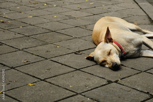 Fototapeta Naklejka Na Ścianę i Meble -  Dogs sleeping on cement floor. happy time for relax.