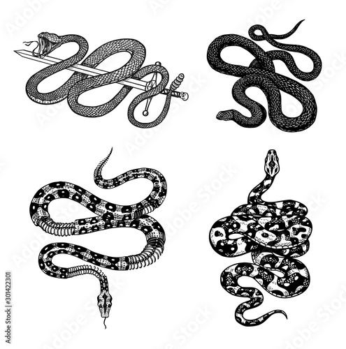 Vintage snake set. Royal python, milk reptile with sword, Venomous Cobra. Poisonous Viper for poster or tattoo. Engraved hand drawn old sketch for t-shirt or logo.