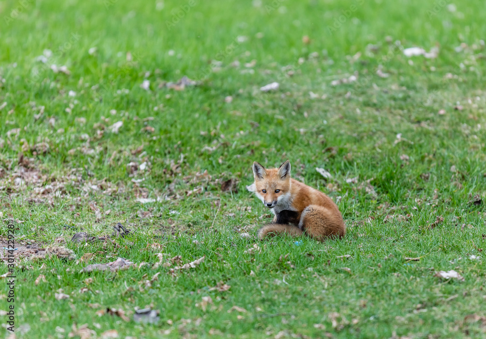 Fox cub playing in a field in Quebec, Canada. Fox cub playing in a field in Quebec, Canada.