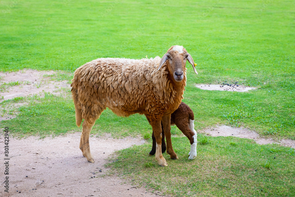 Obraz premium Two sheeps in a meadow on green grass.