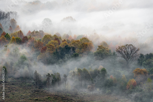 Wonderful sunrise among the foggy forest