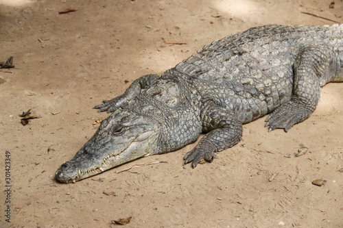 Crocodiles in Gambia – Africa