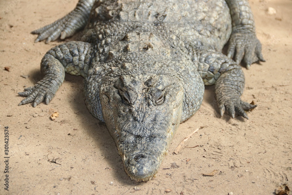 Fototapeta premium Crocodiles in Gambia – Africa