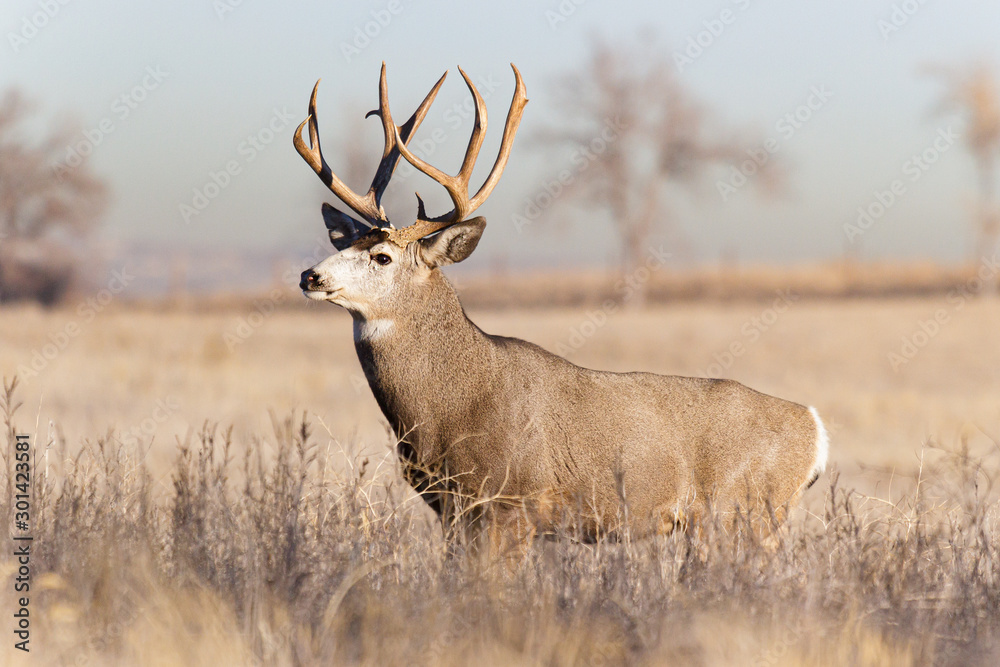 Colorado Wildlife. Wild Deer on the High Plains of Colorado Colorado Wildlife. Wild Deer on the High Plains of Colorado