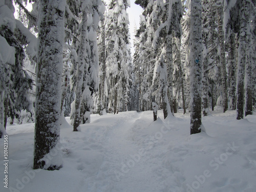 Winter snow trail through the woods. Snow covered trees line a pounded in trail. High winds cause snow to stick to the sides of the trees.