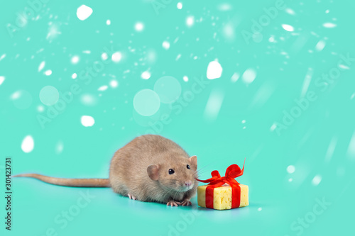 cute decorative rat with cheese gift and red bow on a mint background photo