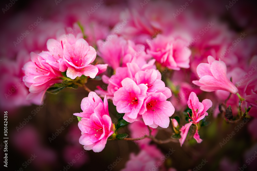 Fototapeta premium Pink Bouquet