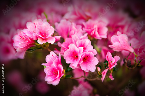 Pink Bouquet © DGL