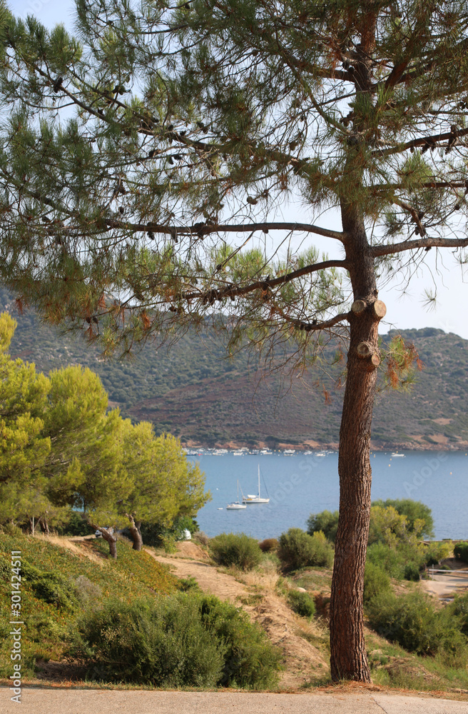 Maritime Pine and the water of Sea