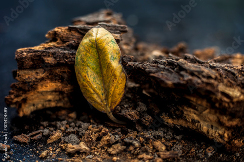 Banyan Tree Bark on the black wooden surface along with a single dried yellow colored leaf with it.Used mainly as an Immunity Booster.Horizontal shot. photo