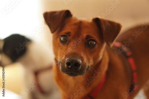 portrait of a dog